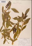 000002392-thumbnail.jpg
