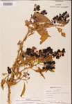 000002393-thumbnail.jpg