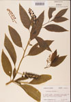000002394-thumbnail.jpg