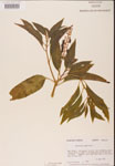 000002398-thumbnail.jpg