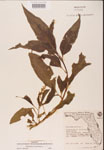 000002400-thumbnail.jpg