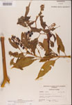 000002401-thumbnail.jpg