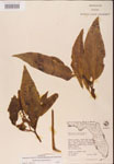 000002402-thumbnail.jpg