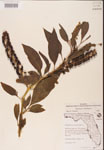 000002404-thumbnail.jpg