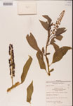 000002405-thumbnail.jpg