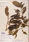 000002406-thumbnail.jpg