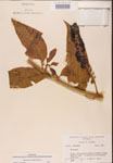 000002407-thumbnail.jpg
