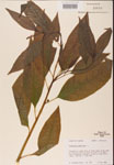 000002409-thumbnail.jpg