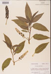 000002411-thumbnail.jpg