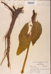 Phytolacca