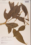 000002413-thumbnail.jpg