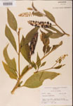 000002414-thumbnail.jpg