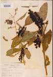 000002415-thumbnail.jpg