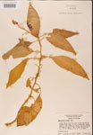 000002417-thumbnail.jpg