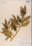 000002419-thumbnail.jpg