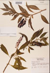 000002420-thumbnail.jpg