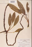 000002424-thumbnail.jpg