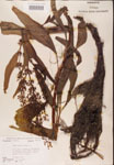 000002429-thumbnail.jpg