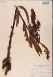 000002431-thumbnail.jpg