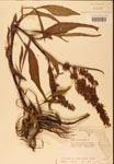 000002439-thumbnail.jpg