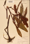 000002440-thumbnail.jpg