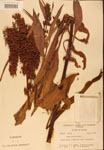 000002442-thumbnail.jpg