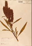 000002446-thumbnail.jpg