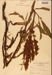 000002447-thumbnail.jpg