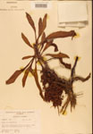 000002448-thumbnail.jpg