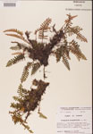 000002450-thumbnail.jpg