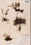 000002456-thumbnail.jpg