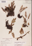 000002460-thumbnail.jpg