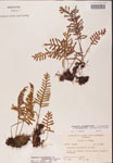 000002461-thumbnail.jpg