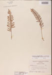 000002462-thumbnail.jpg