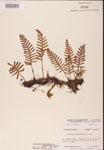 000002464-thumbnail.jpg