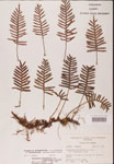 000002466-thumbnail.jpg