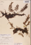 000002468-thumbnail.jpg