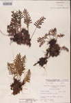 000002474-thumbnail.jpg