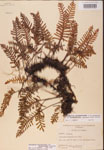 000002476-thumbnail.jpg