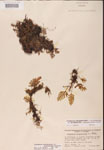 000002477-thumbnail.jpg