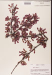 000002492-thumbnail.jpg