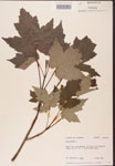 000002493-thumbnail.jpg