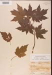 000002494-thumbnail.jpg