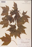 000002495-thumbnail.jpg