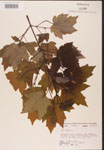 000002496-thumbnail.jpg