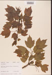 000002497-thumbnail.jpg