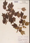 000002501-thumbnail.jpg