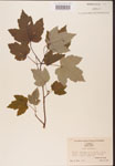 000002502-thumbnail.jpg