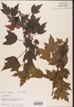 000002505-thumbnail.jpg