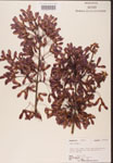 000002506-thumbnail.jpg